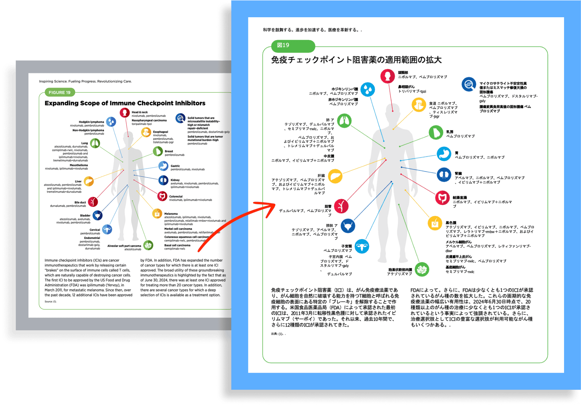 Before and after document translation